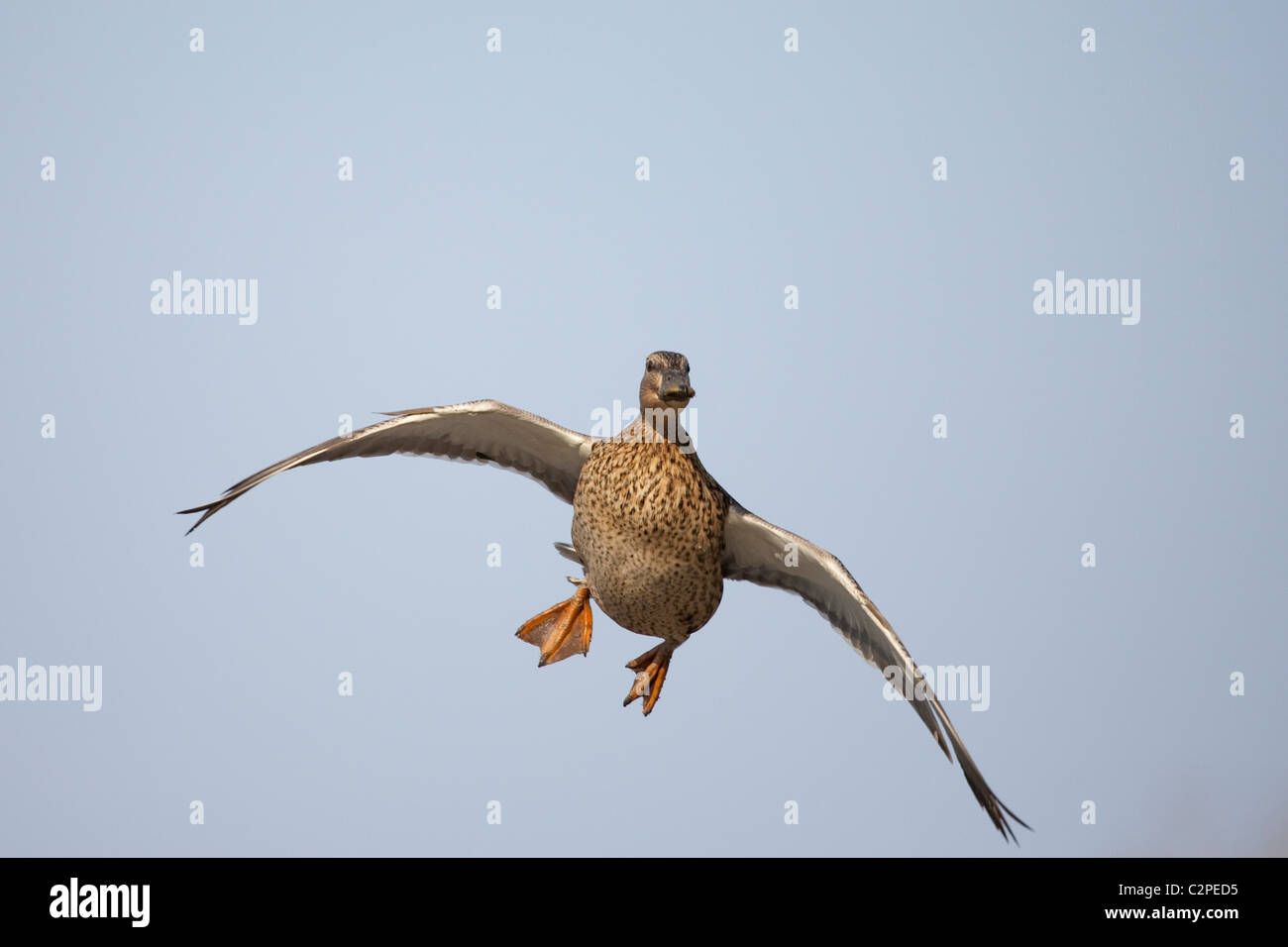 Canard colvert femelle en vol avec des ailes bombées et les pieds vers le bas. Banque D'Images