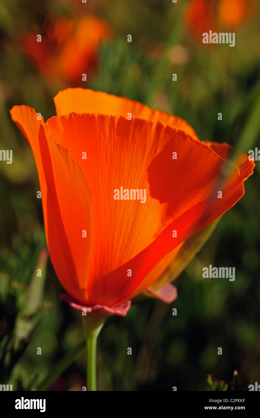 Coquelicots le long de Rockville Road Suisun Valley, en Californie. Saison est le printemps. Banque D'Images