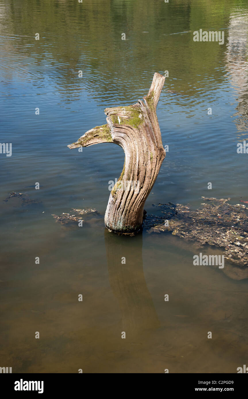 Moignon d'arbre dans le lac Banque D'Images