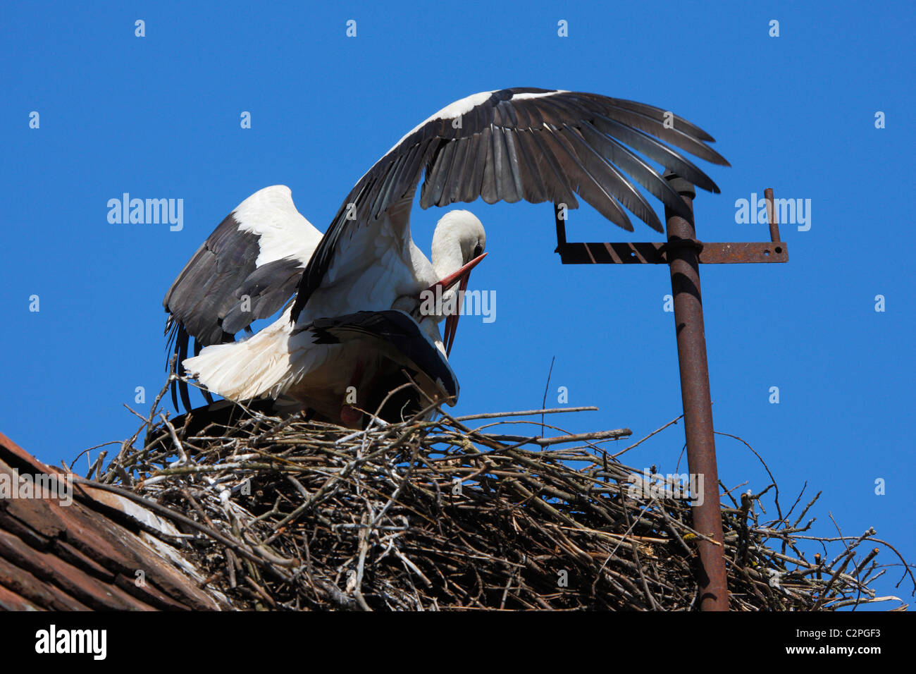 Stork Banque D'Images