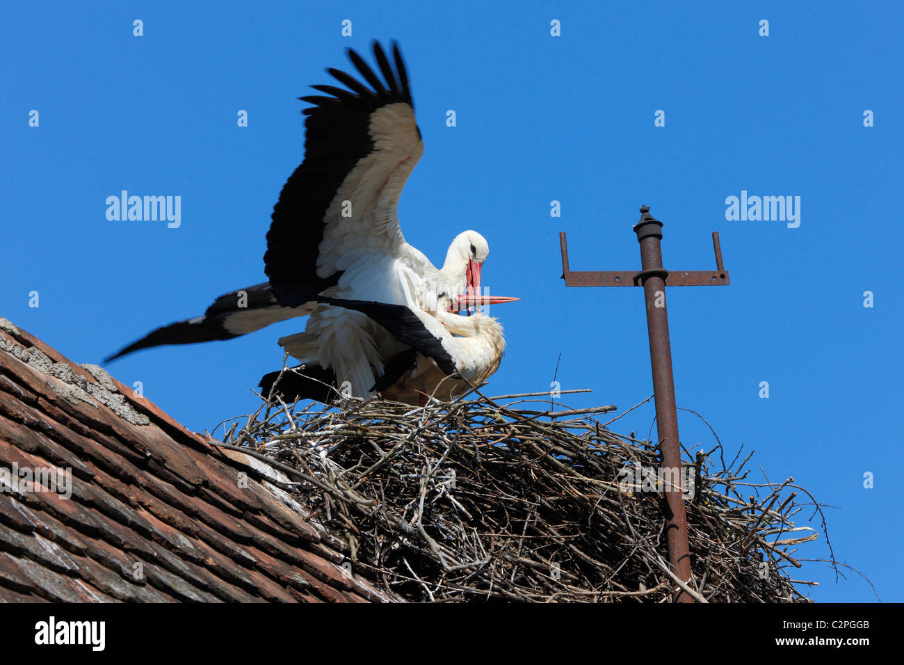 Stork Banque D'Images