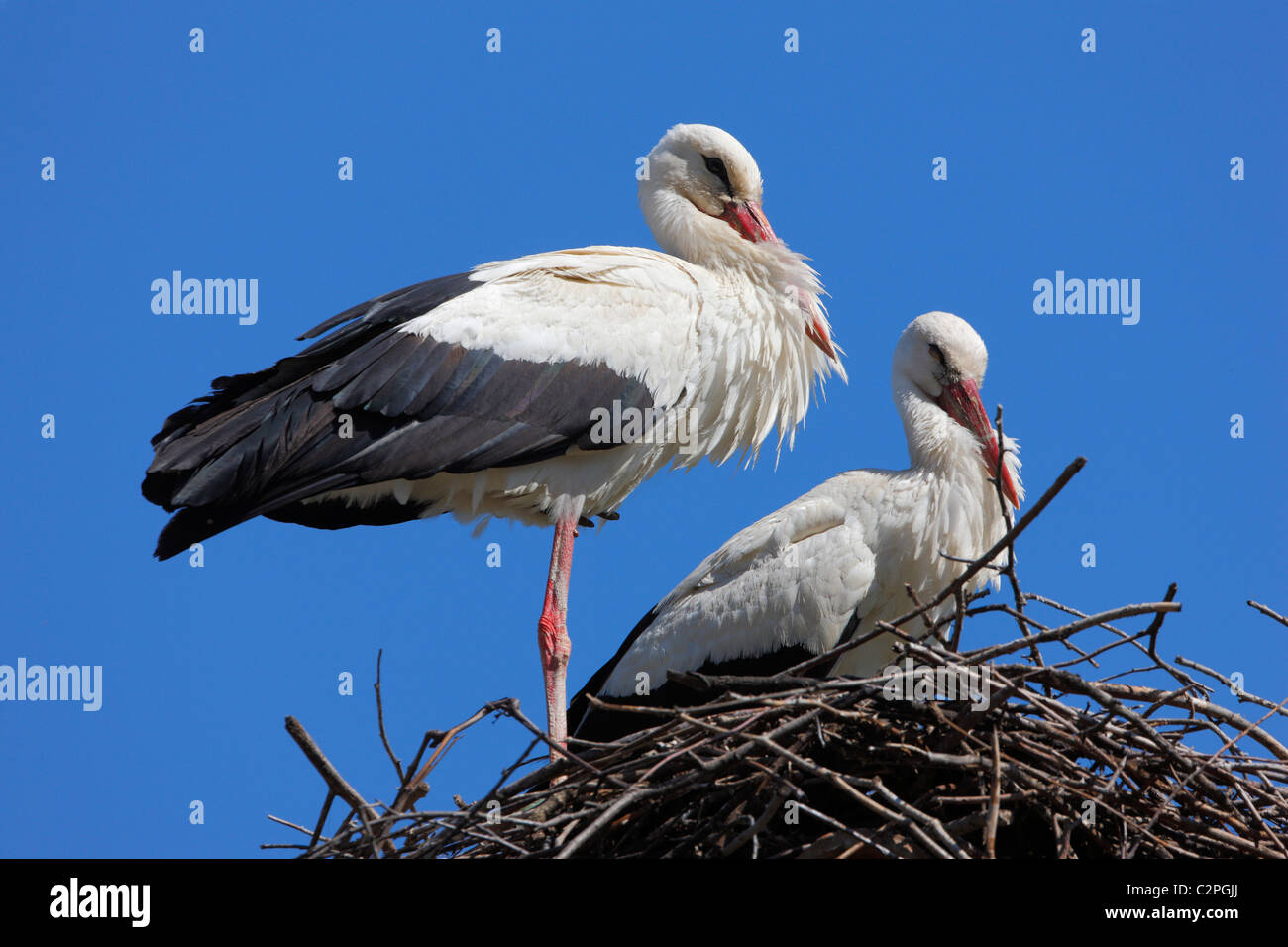 Stork Banque D'Images