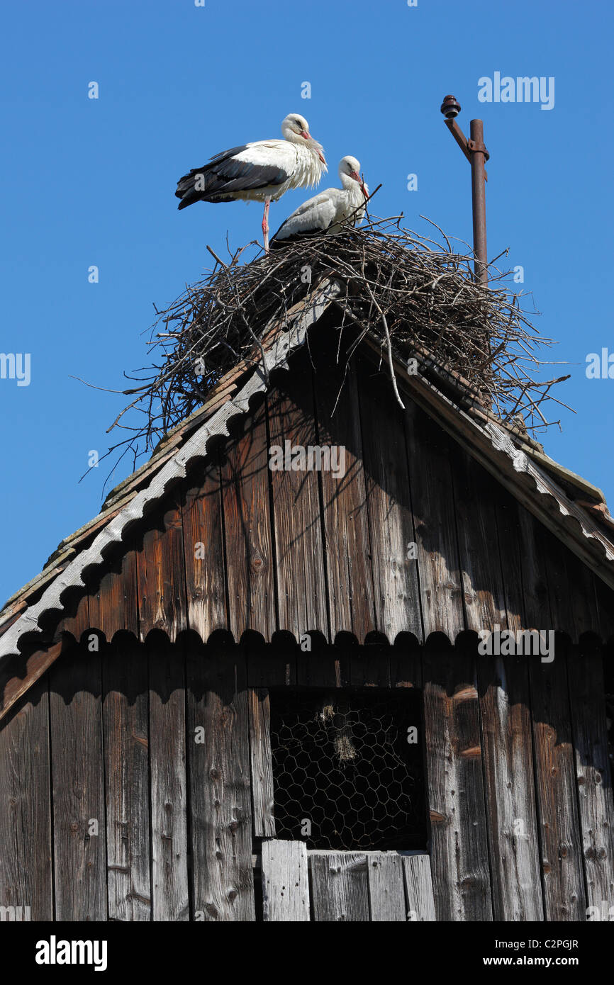 Stork Banque D'Images