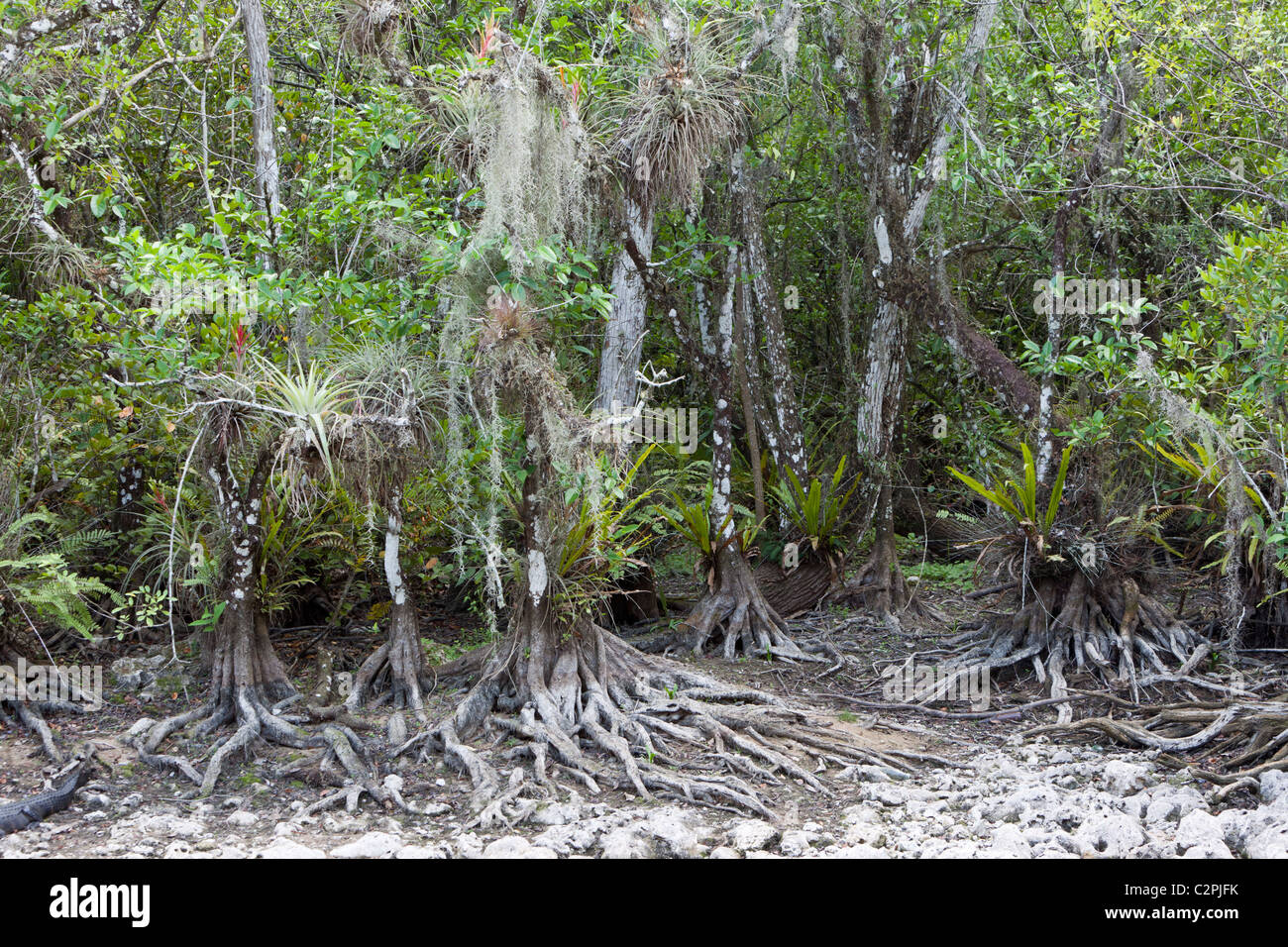 Big Cypress Swamp, Florida, USA Banque D'Images