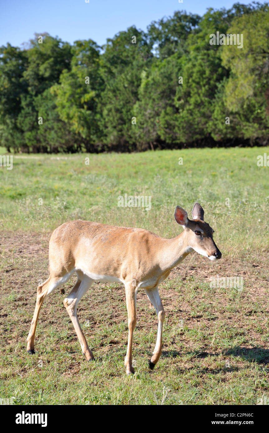 Jeune cerf, Texas, États-Unis Banque D'Images