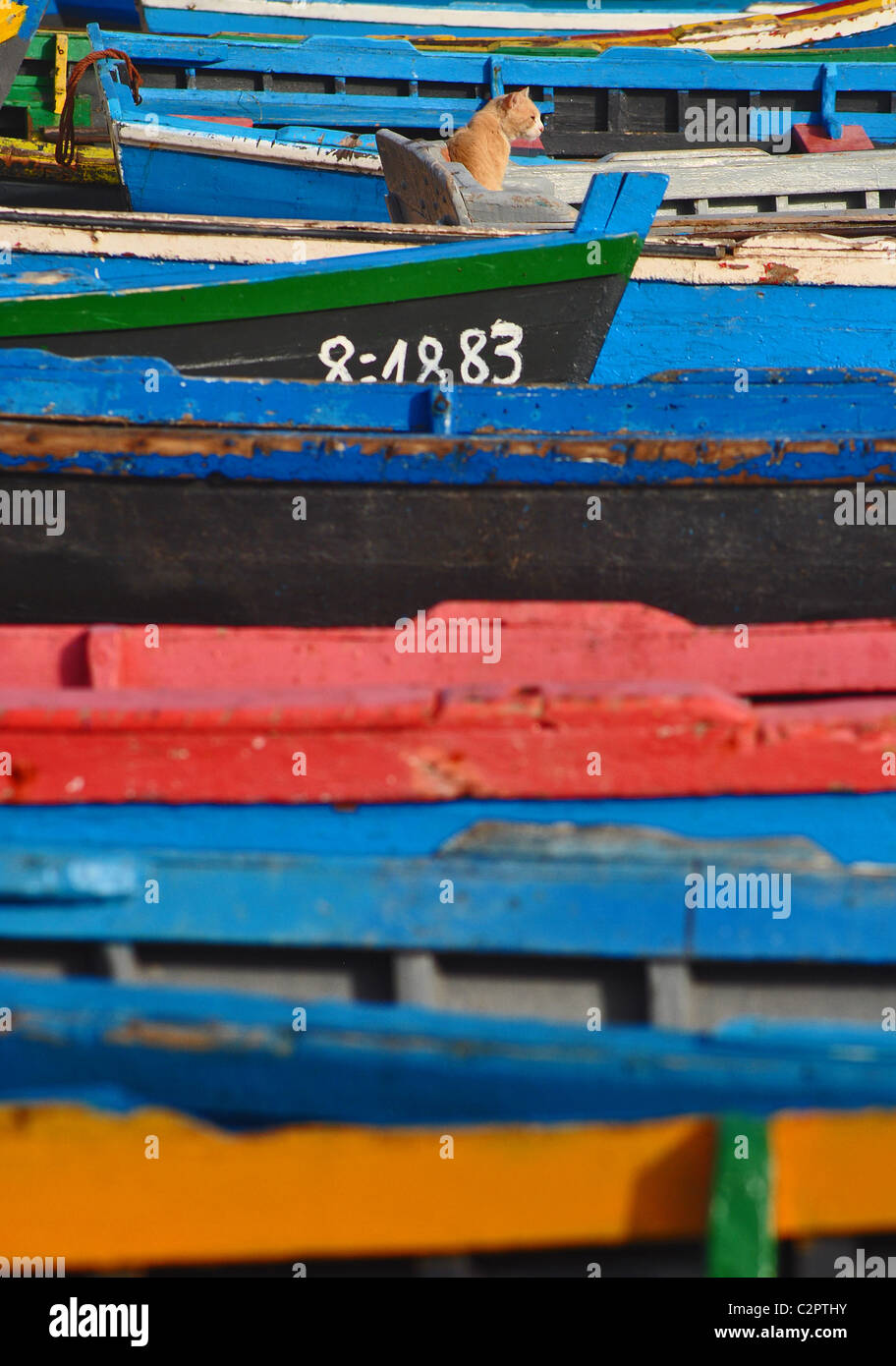 Un chat assis au milieu des bateaux de pêche colorés sur la plage de Taghazout, Maroc Banque D'Images