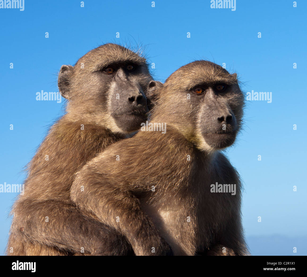 Deux babouins ensemble Banque D'Images