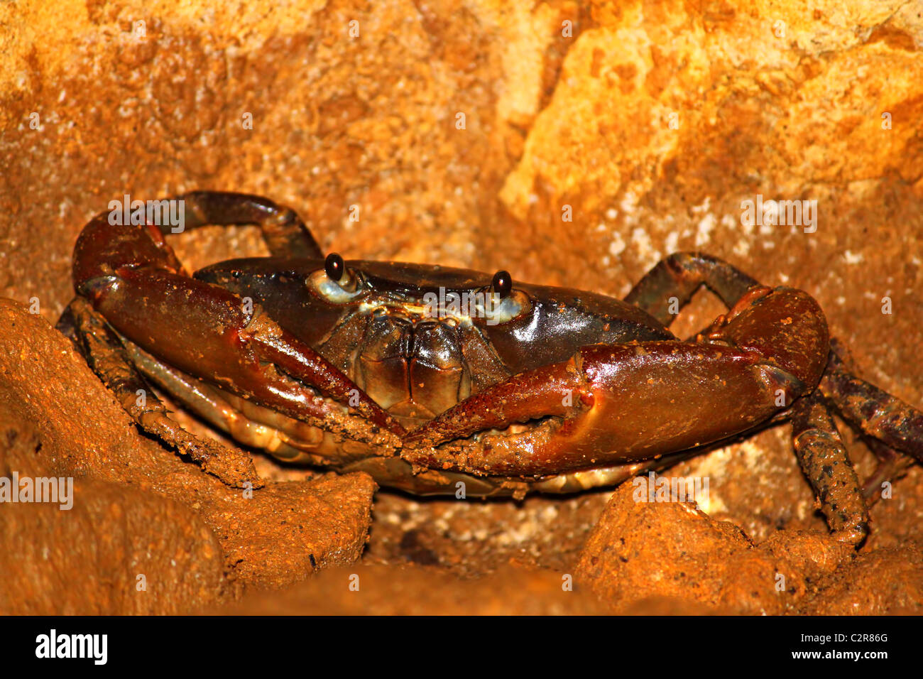 Crabe grotte - Porto Rico Banque D'Images