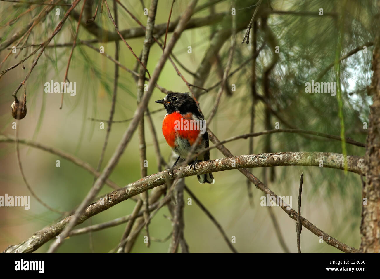 Miro écarlate mâle Red-breasted Robin Petroica boodang australienne ( ) dans l'arbre, le sud-ouest de l'Australie Banque D'Images