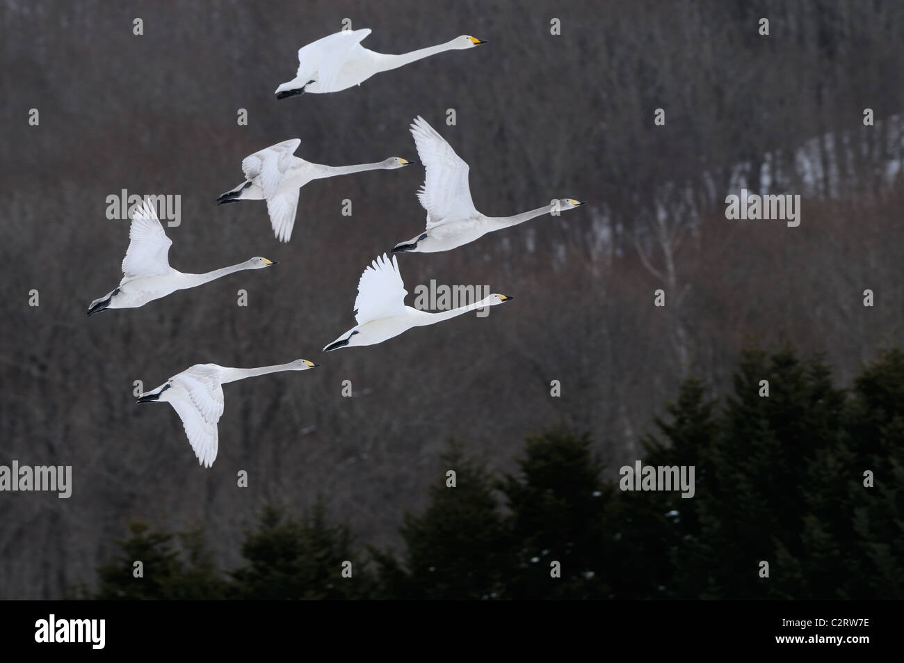 Cygne chanteur (Cygnus cygnus) jflying au-dessus et en plus d'arbres et collines sur un champ neigeux près, Akan, Hokkaido, Japon Banque D'Images