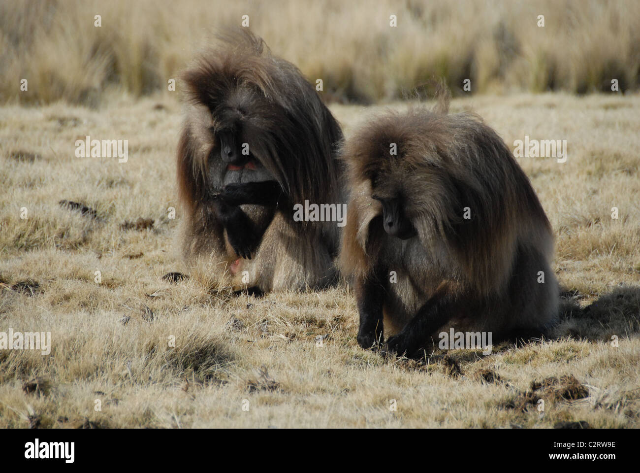 Montagnes du Simien, le nord de l'Éthiopie : une paire de geladas parcourir les graminées à buttes sur le plateau Gich. Banque D'Images