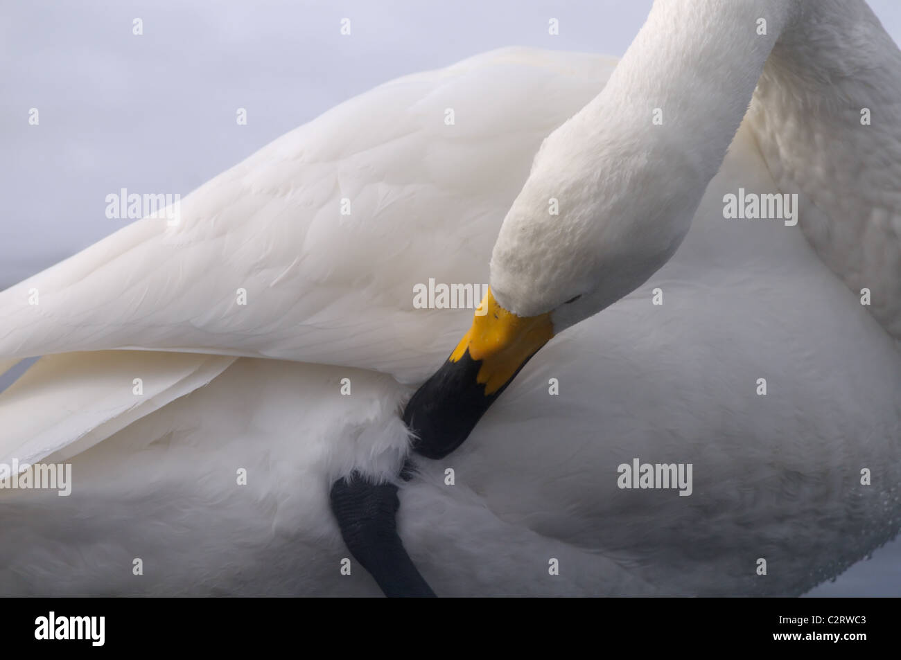 Les Cygnes chanteurs, mature et juvéniles (Cygnus cygnus) sur la glace et dans l'eau du lac volcanique, Mashu, Akan, Hokkaido, Japon Banque D'Images