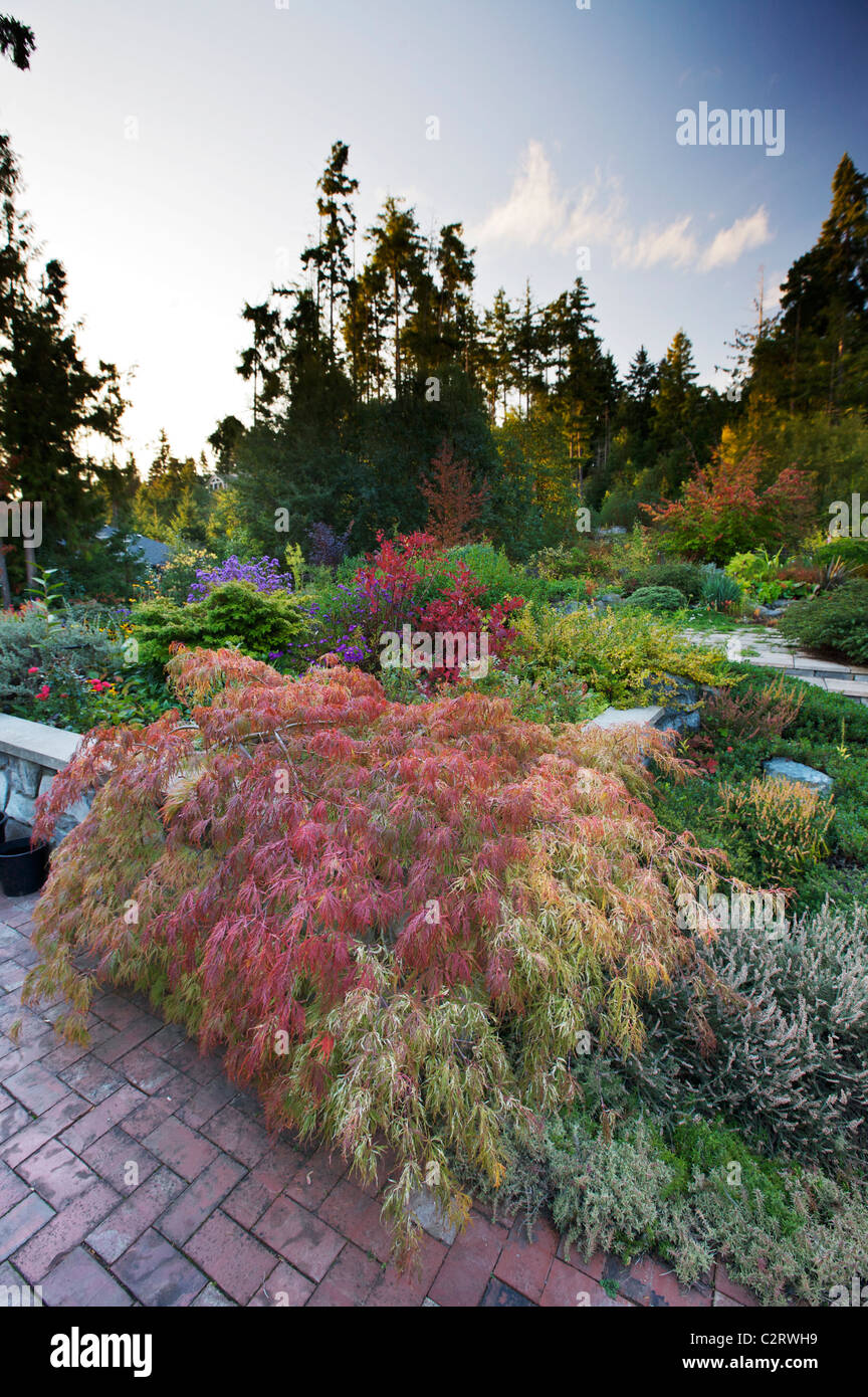 Acer palmatum dissectum Ornatum Itea virginica Variegatum' ; 'Henry's Garnet' Banque D'Images