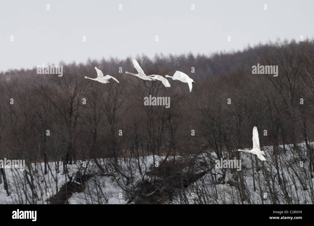 Cygne chanteur (Cygnus cygnus) jflying au-dessus et en plus d'arbres et collines sur un champ neigeux près, Akan, Hokkaido, Japon Banque D'Images