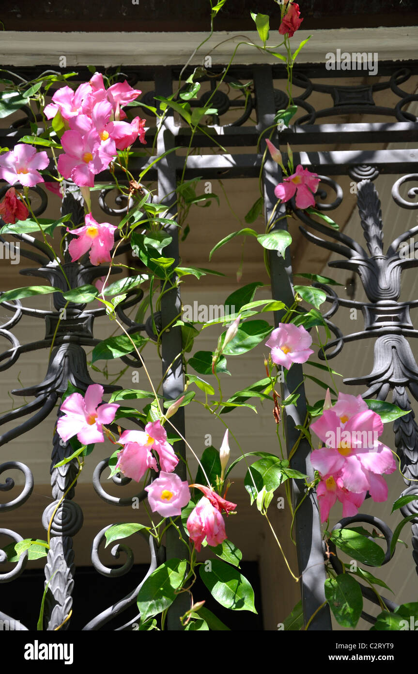 Fleurs roses grimpantes iron fence Banque D'Images