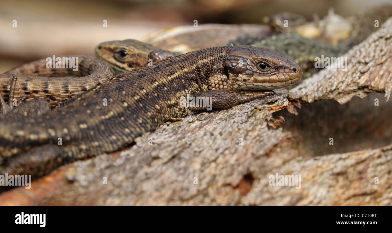 Lézard commun  lézard vivipare ou lézard commun (Zotoca vivipara, anciennement Lacerta vivipara) lézard eurasien Banque D'Images