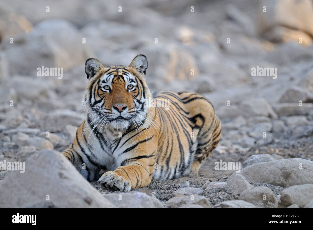 Tigre dans la forêt sèche de la réserve de tigres de Ranthambore en été Banque D'Images