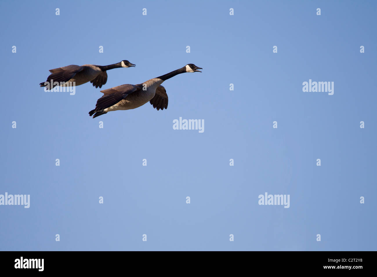 Deux bernaches du Canada en ordre décroissant en vol avec les ailes bombées. Banque D'Images