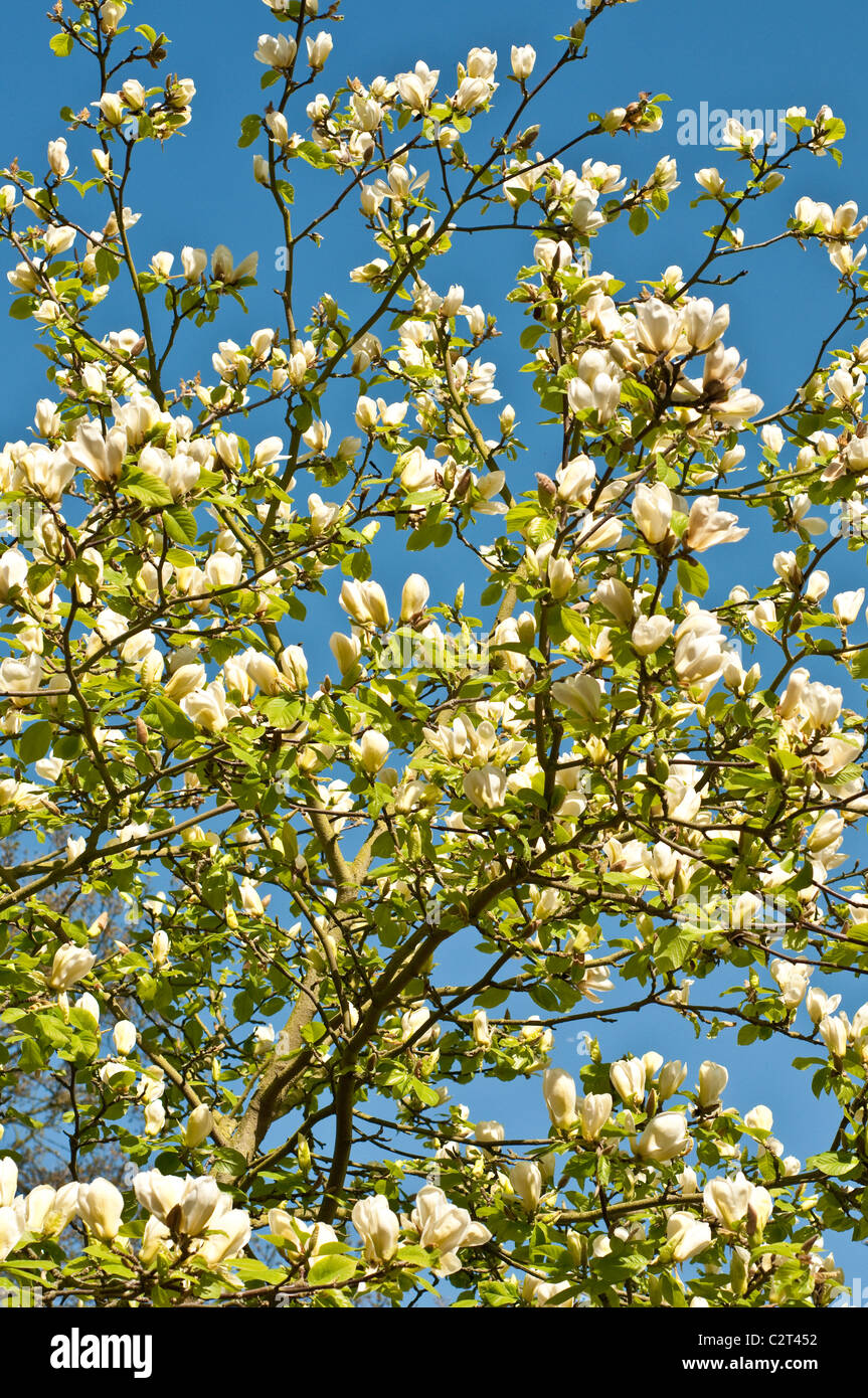 La FIÈVRE JAUNE Magnolia Banque D'Images