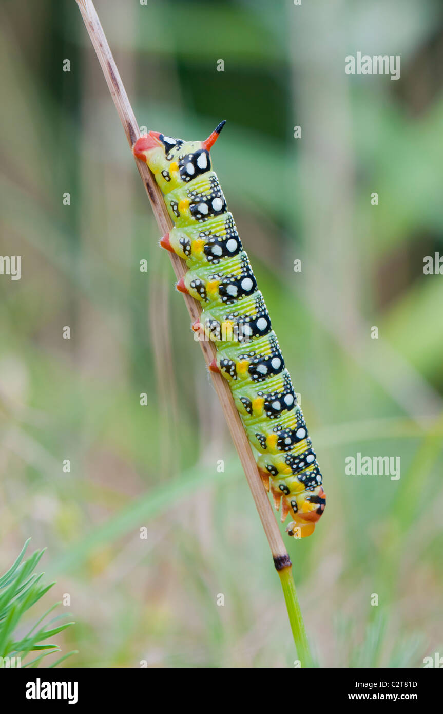 Wolfsmilchschwärmer Raupe ,Hyles euphorbiae, Hawk Moth Caterpillar Banque D'Images