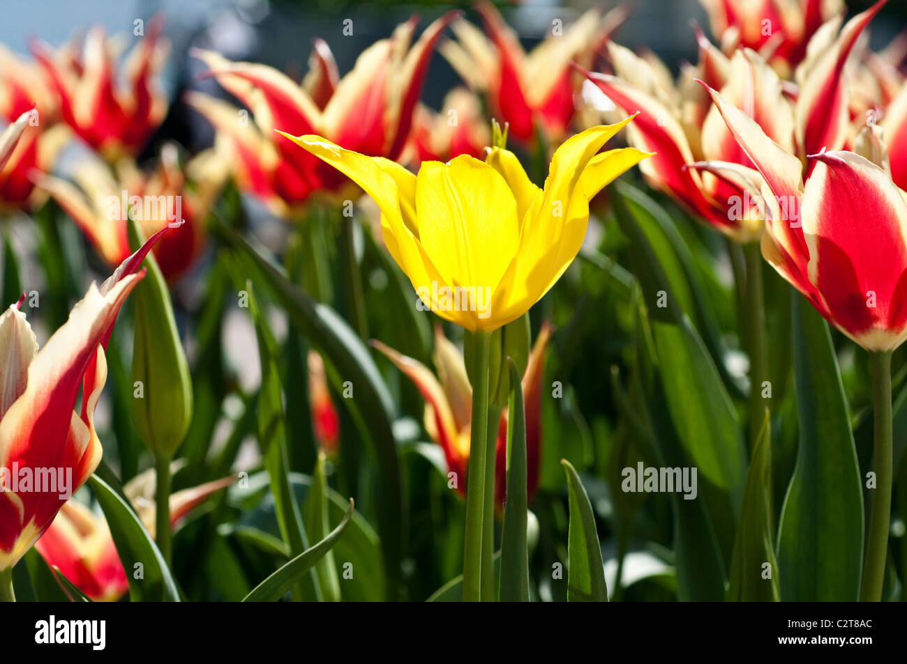 Tulip 'Reine de Saba', Yellow tulip odd one out Banque D'Images