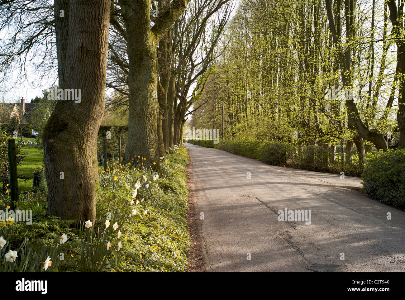 Chemin de campagne au printemps Shropshire UK Banque D'Images