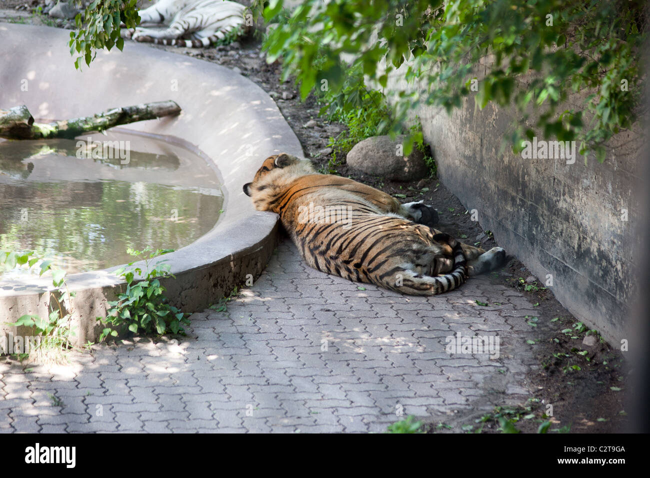 Dormir dans Tiger Zoo Banque D'Images