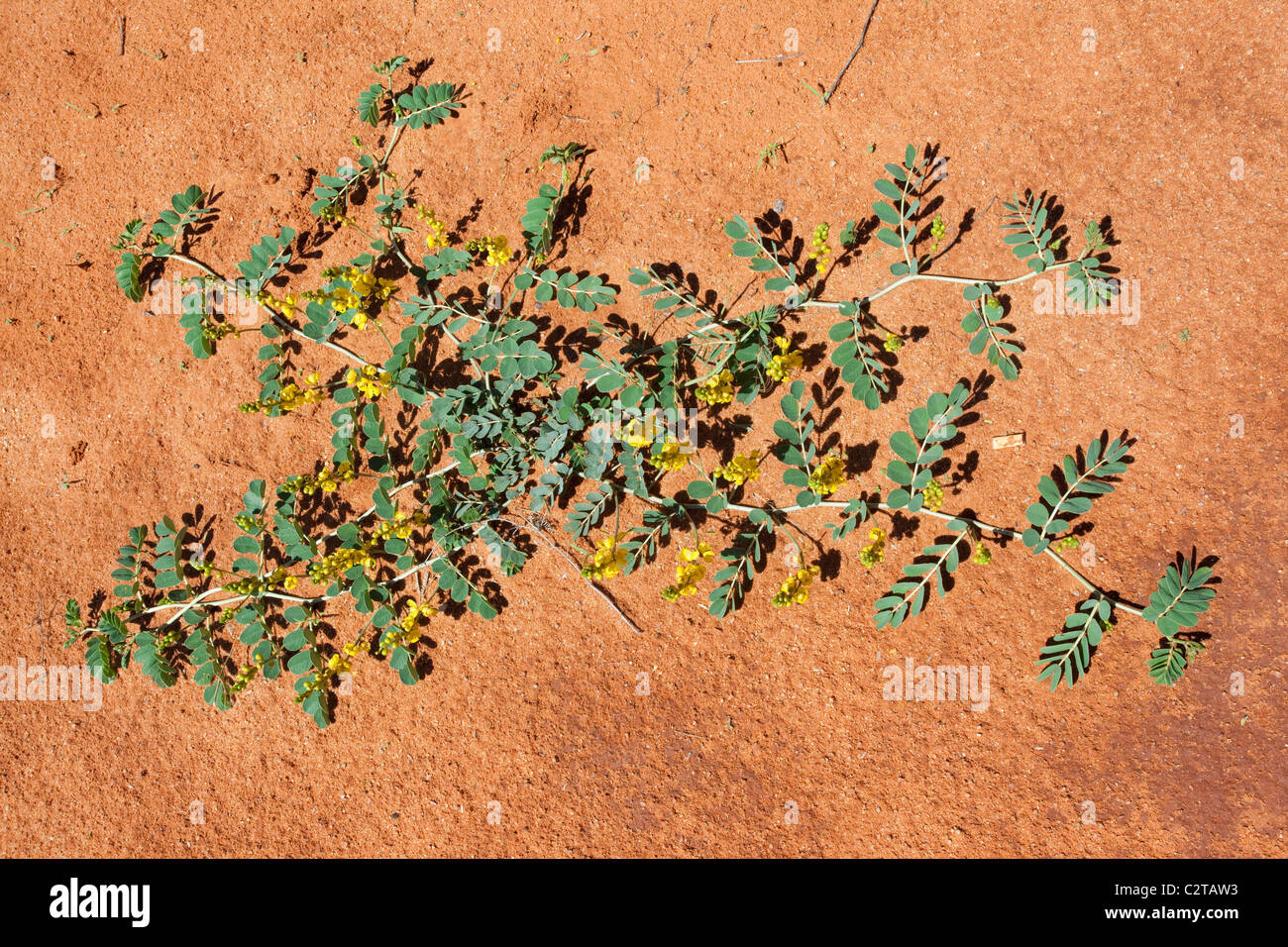 Black storm fleur, Senna italica, flamme du Kalahari, Kgalagadi Transfrontier Park, Northern Cape, Afrique du Sud Banque D'Images