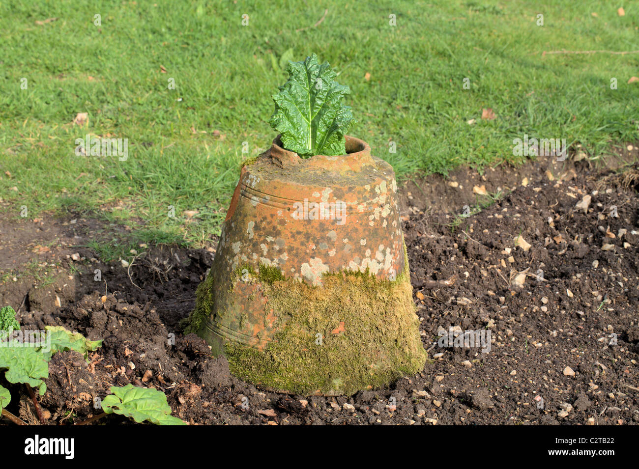 Forcé de rhubarbe Banque D'Images