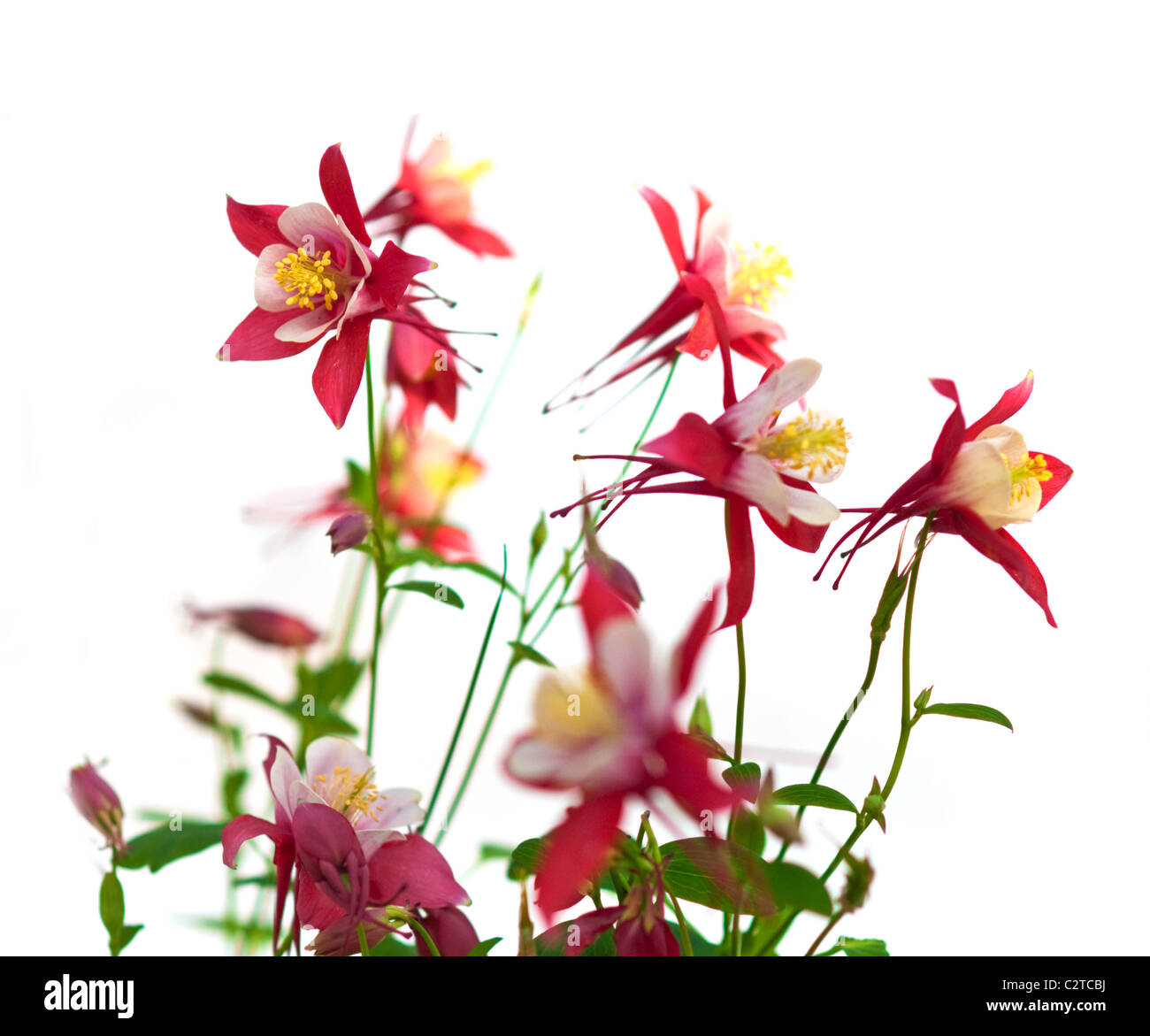 Fleurs roses de aquilegia origami, faible profondeur de champ Banque D'Images