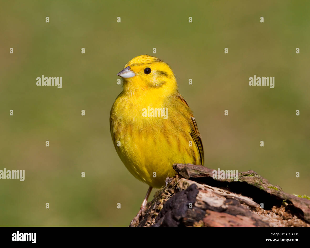 Yellowhammer Emberiza citrinella male on tree stump Banque D'Images