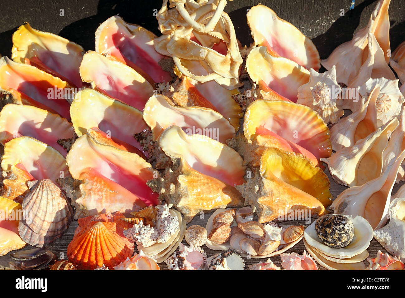 Les coquillages bivalves mâchoires de requins dans la mer des Caraïbes souvenirs cadeaux non durable Banque D'Images