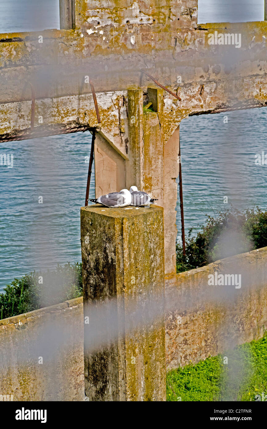 Deux mouettes à caresser le club des officiers à l'ancien bâtiment de la prison fédérale d'Alcatraz, maintenant une attraction touristique. Banque D'Images