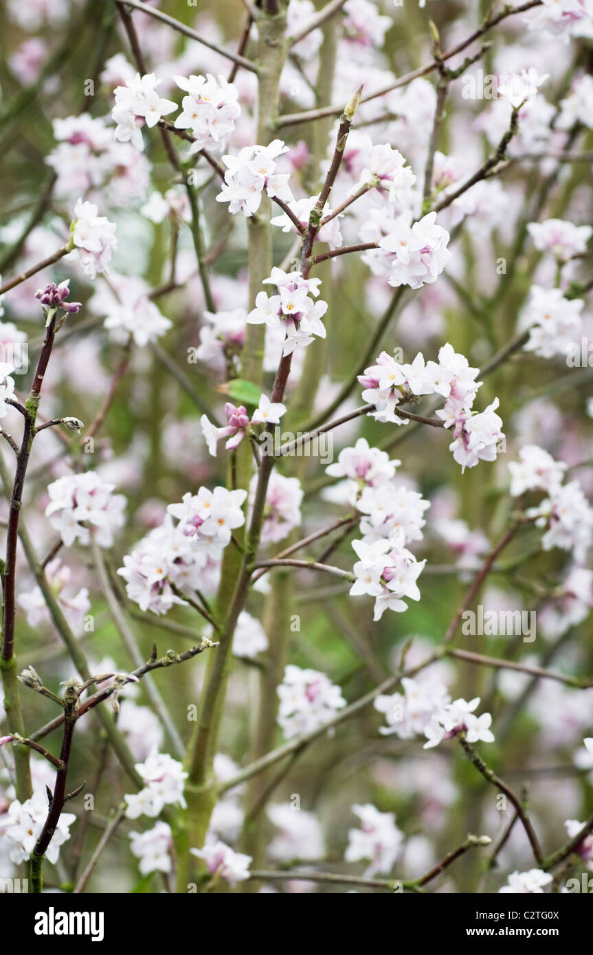 DAPHNE BHOLUA 'JACQUELINE' POSTILL Banque D'Images