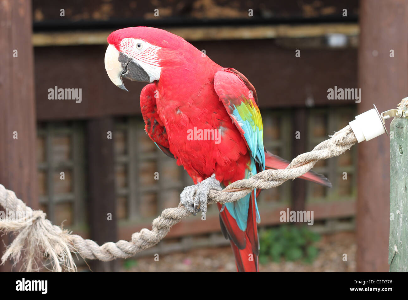 Scarlet Macaw Parrot Banque D'Images