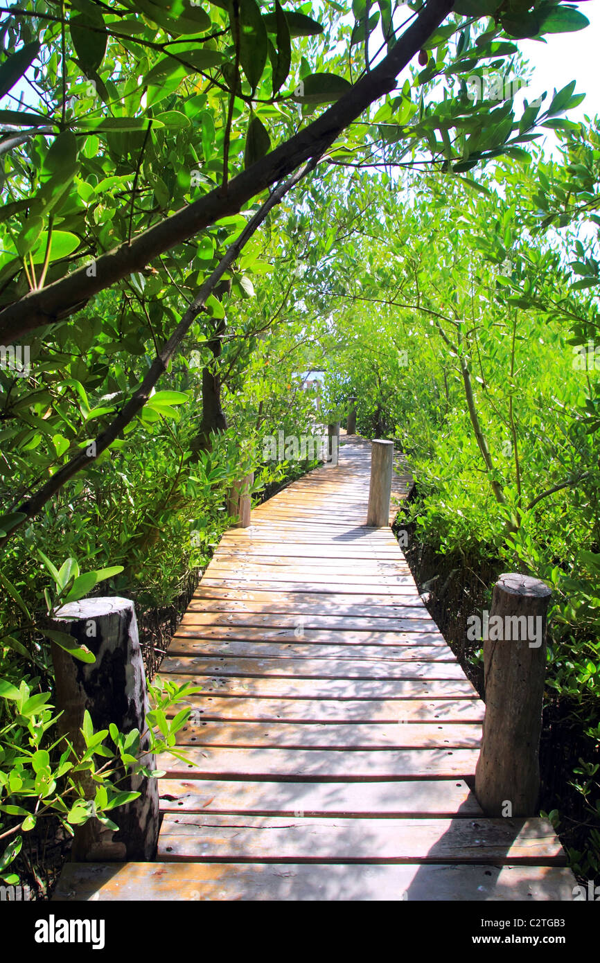 Forêt de mangrove walkway Quintana Roo Mexique jungle Banque D'Images