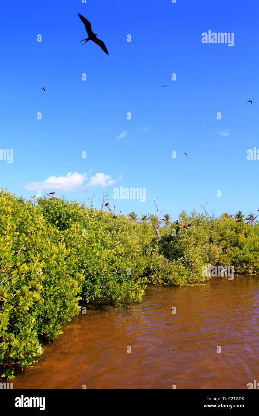 La reproduction d'oiseaux frégates dans les mangroves de l'île Contoy Quintana Roo Banque D'Images