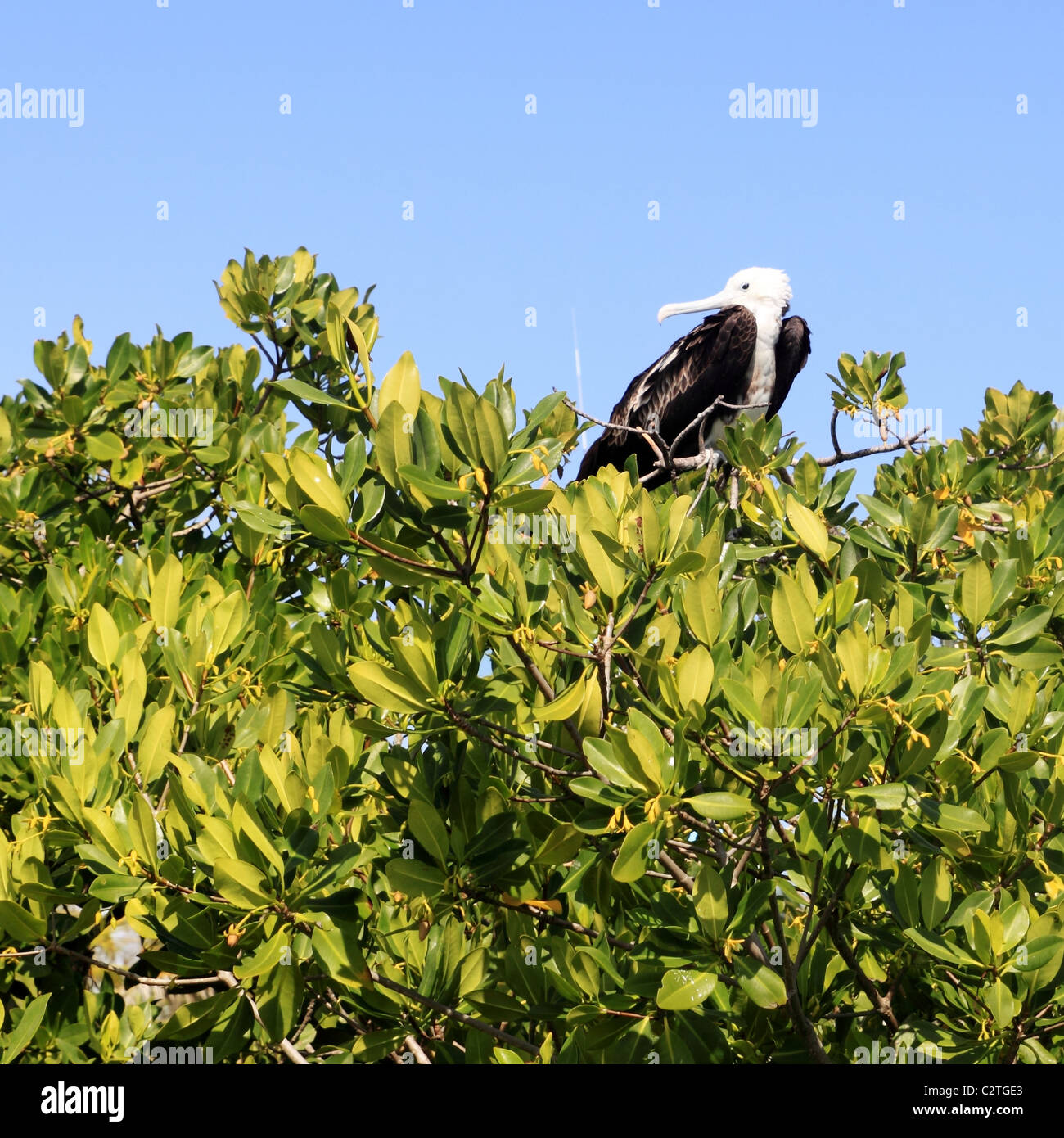 Bébé oiseau frégate dans les mangroves de l'île Contoy Quintana Roo Banque D'Images