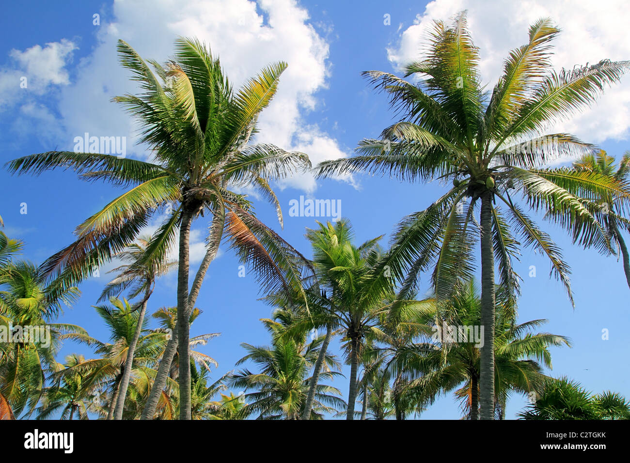 Des cocotiers ciel bleu fond typique tropical Banque D'Images