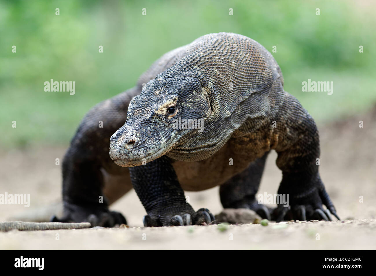 Dragon de Komodo, Varanus komodoensis, lézard unique sur marbre, Komodo en Indonésie, Mars 2011 Banque D'Images