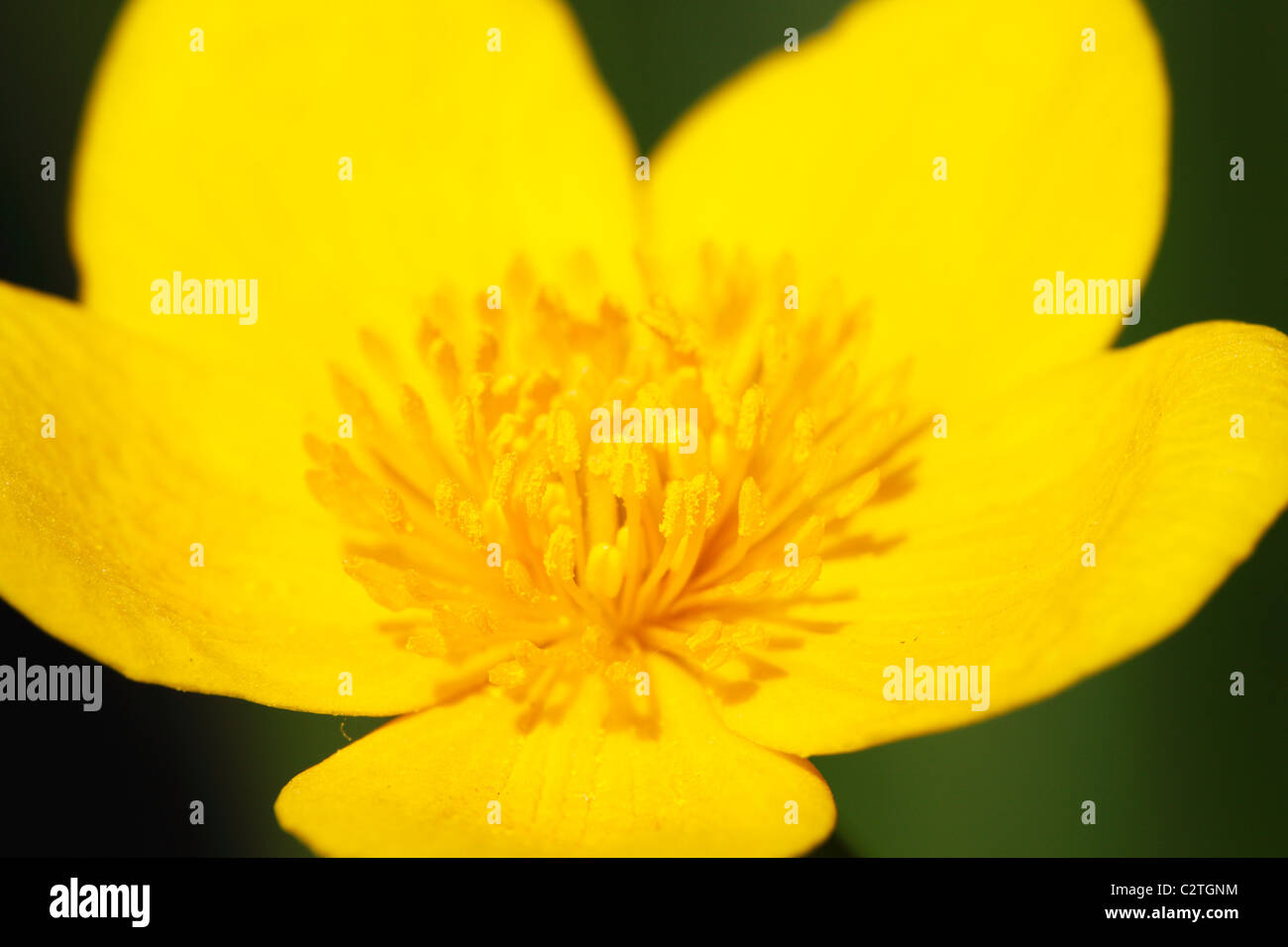 Yellow buttercup, Ranunculus repens, 'close up', et le pollen des étamines des fleurs, UK Banque D'Images