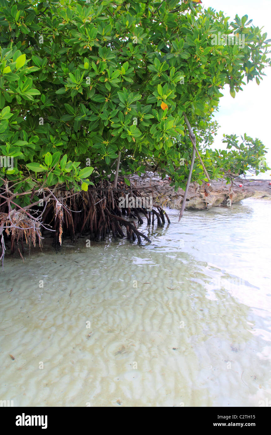Usine de mangrove en mer des racines aériennes mer des Caraïbes Mexique Banque D'Images