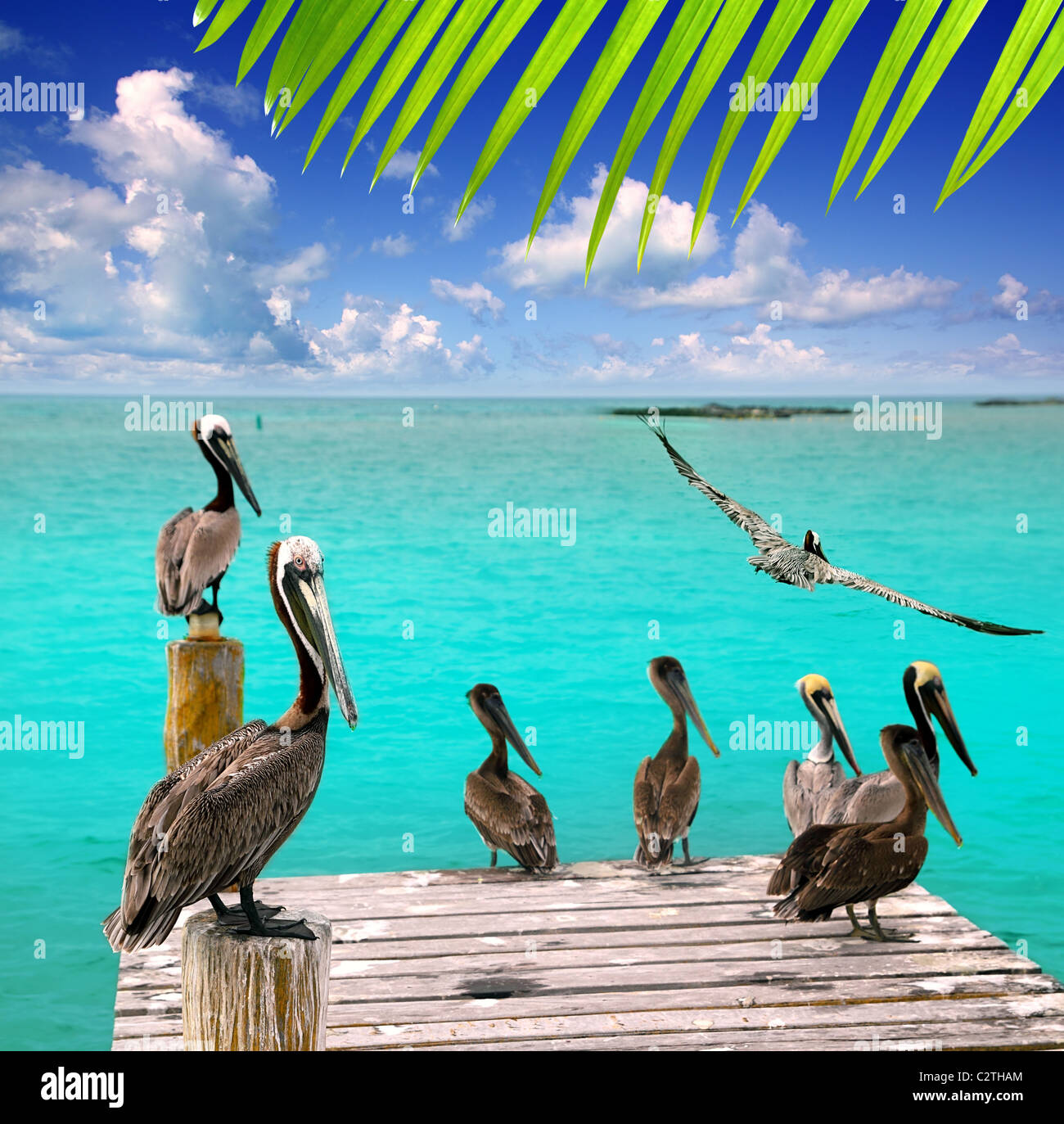 Pelican Beach turquoise des Caraïbes sur la mer tropicale au Mexique Banque D'Images