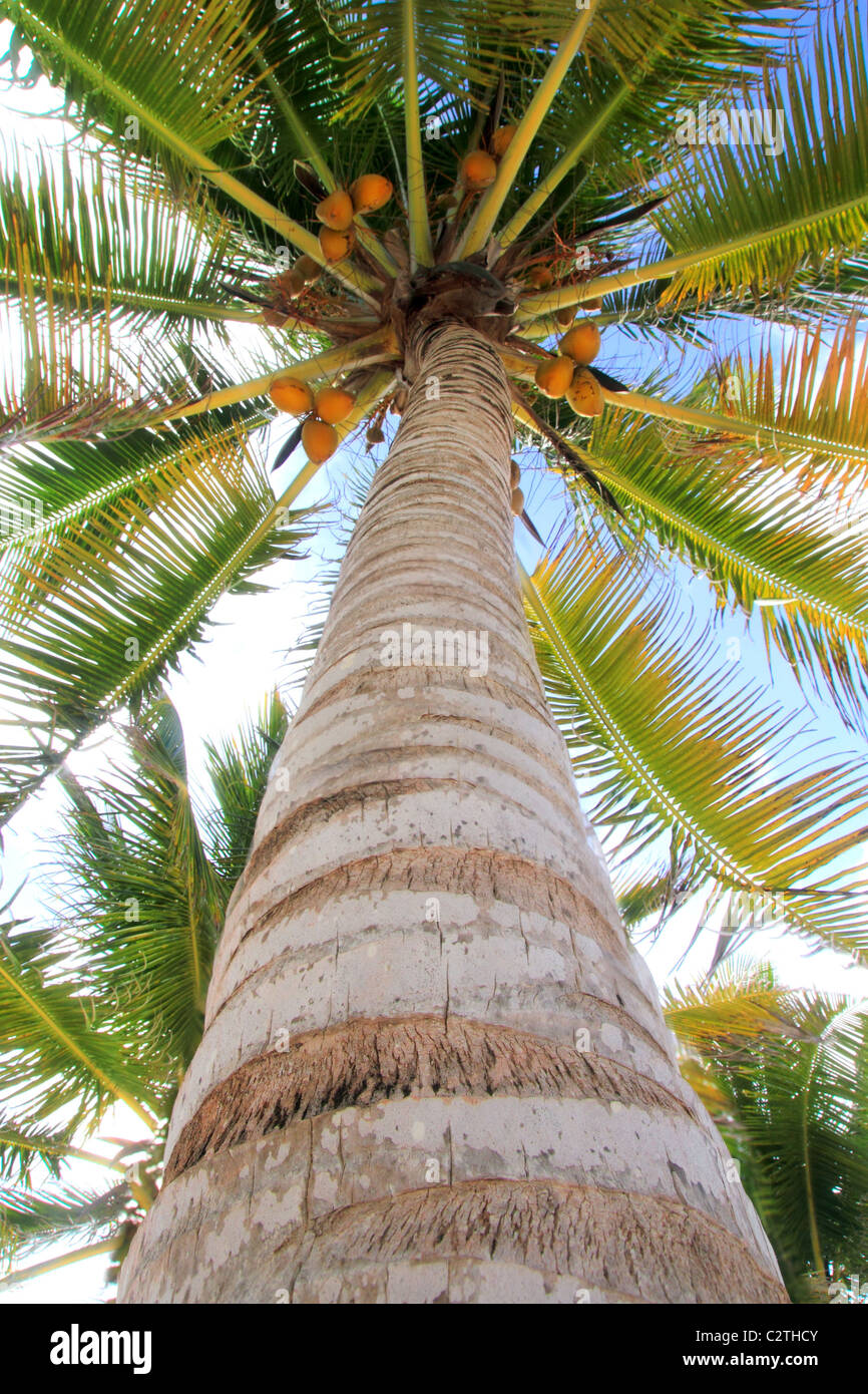 Coco palm tree vue en perspective d'un étage en hauteur Banque D'Images