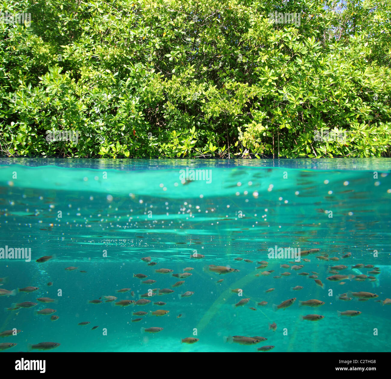 Vers le bas de l'eau de la mangrove écosystème réel algues organiques en suspension Banque D'Images