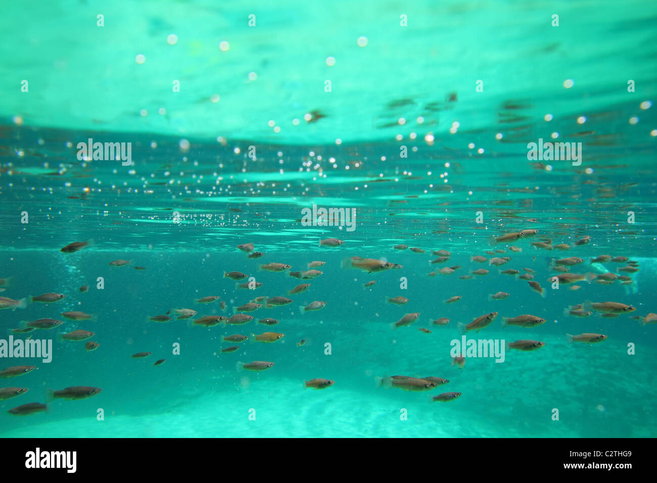 L'écosystème de mangrove petits poissons algues dans l'eau réelle suspension Banque D'Images