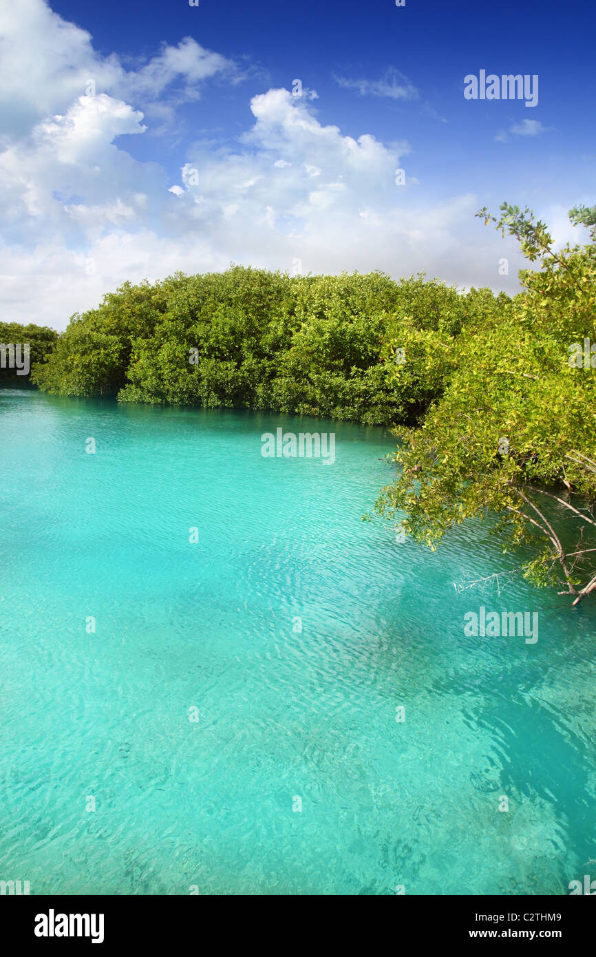 Eau turquoise mangrove cenote Riviera Maya Mexique Banque D'Images