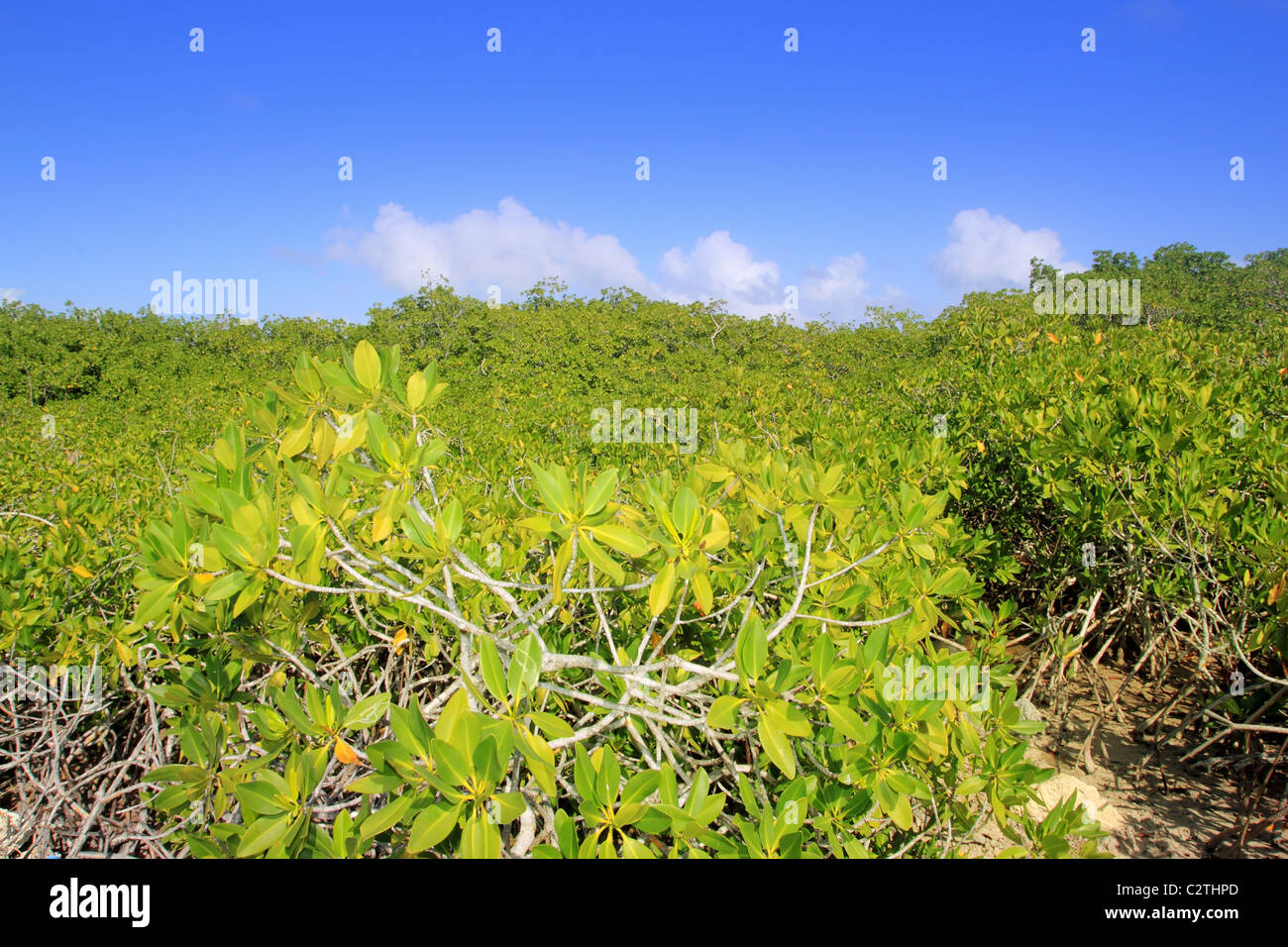 Détail de l'usine de mangrove en journée ensoleillée, ciel bleu Riviera Maya Mexique Banque D'Images