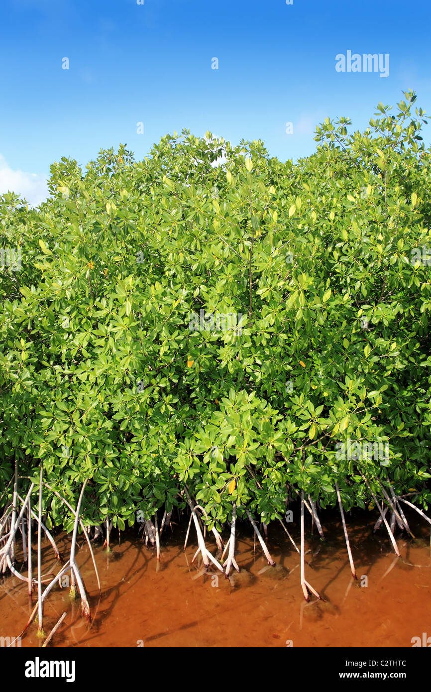 L'eau rouge de l'usine de mangroves et des racines aériennes ciel bleu Riviera Maya Mexique Banque D'Images