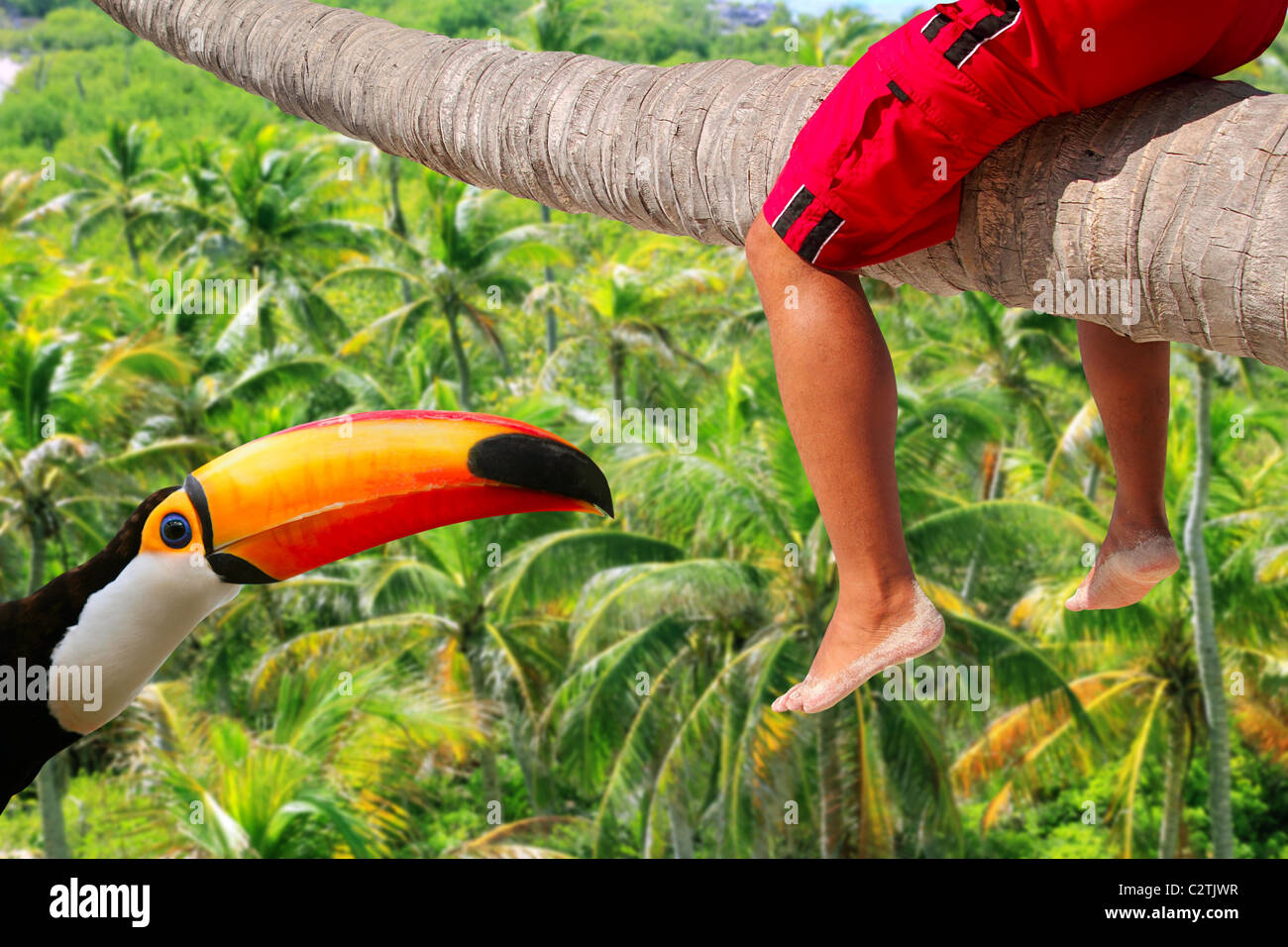 Palm tree trunk horizontal assis jambes toucan tropical locations de métaphore Banque D'Images